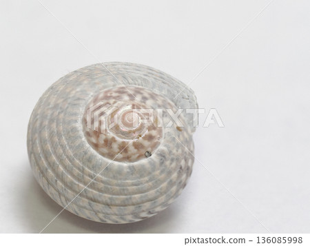 Studio shot of a conch shell, perfect for collections or educational materials 136085998