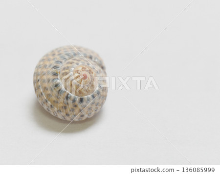 Studio shot of a conch shell, perfect for collections or educational materials 136085999
