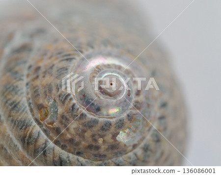 Studio shot of a conch shell, perfect for collections or educational materials Studio shot of a conch shell, perfect for collections or educational materials 136086001