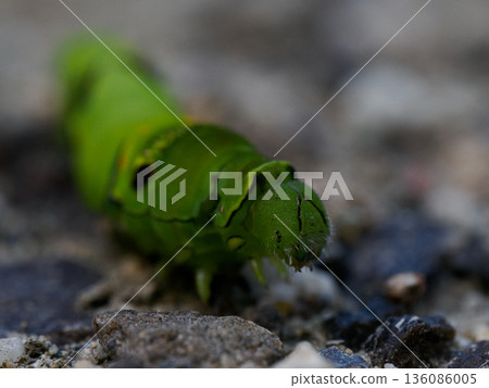 Fresh green caterpillar photos capturing the insect's growth process Fresh green caterpillar photos capturing the insect's growth process 136086005
