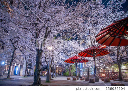 京都祗園白河的夜櫻 136086604