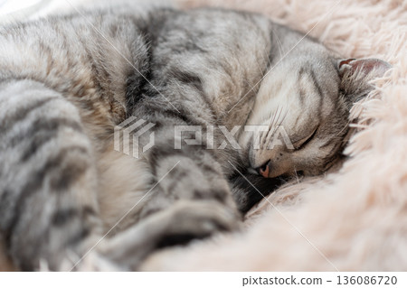 Sabatra cat sleeping by the window Sabatra cat sleeping by the window 136086720