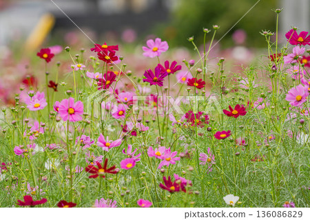 在秋日的陽光下綻放的波斯菊 在秋日的陽光下綻放的波斯菊 136086829
