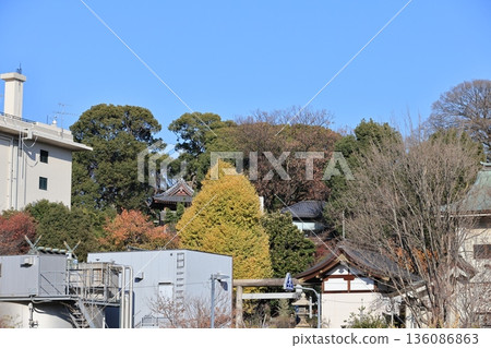 Scenery of Ueno Forest with yellow leaves Scenery of Ueno Forest with yellow leaves 136086863