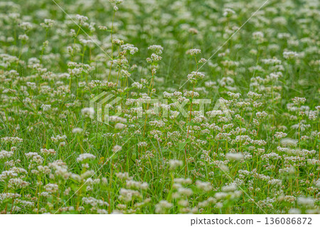 白色花開的蕎麥麵 136086872
