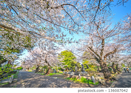 Cherry blossoms at Yanaka Cemetery 136087042