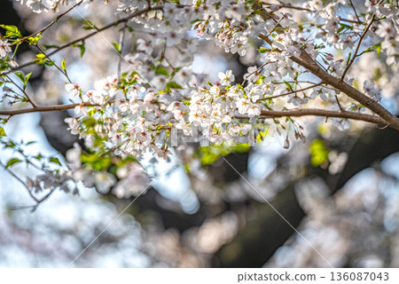 在Yanaka公墓的櫻花 136087043