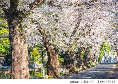 在Yanaka公墓的櫻花 136087044