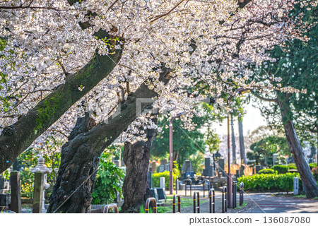 Cherry blossoms at Yanaka Cemetery 136087080
