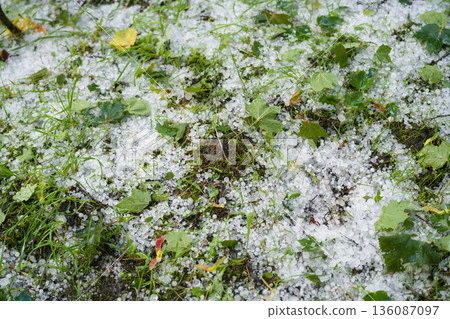 grass covered with hailstones after hailstorm grass covered with hailstones after hailstorm 136087097
