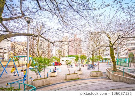Cherry blossoms at Kanasugi Park Cherry blossoms at Kanasugi Park 136087125