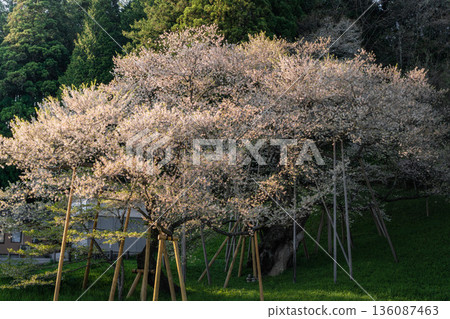 Horusuzakura Horusuzakura 136087463