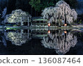 Weeping cherry blossoms at Aoya Shinmei Shrine 136087464