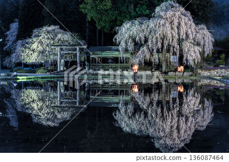 青屋神明神社的垂枝櫻花 青屋神明神社的垂枝櫻花 136087464