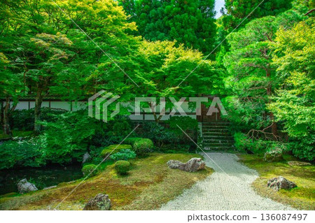 京都千春寺的綠色楓葉 京都千春寺的綠色楓葉 136087497