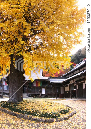 飄落的銀杏葉 飄落的銀杏葉 136087640