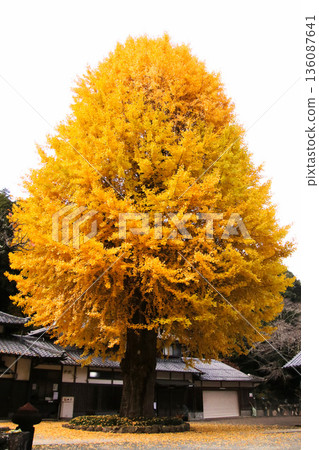 厚生寺的大銀杏樹 136087641