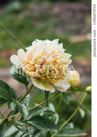 Blooming Quitzin peony in the garden 136087659