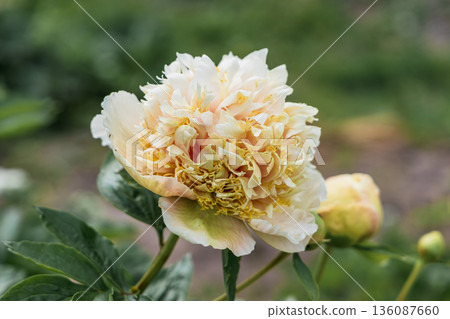 Blooming Quitzin peony in the garden 136087660