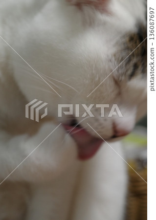 Cat licking hand 136087697