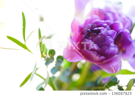 Beautiful purple double-flowered tulips 136087825