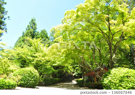 Komiya Shrine, Taga Town, Shiga Prefecture Komiya Shrine, Taga Town, Shiga Prefecture 136087846