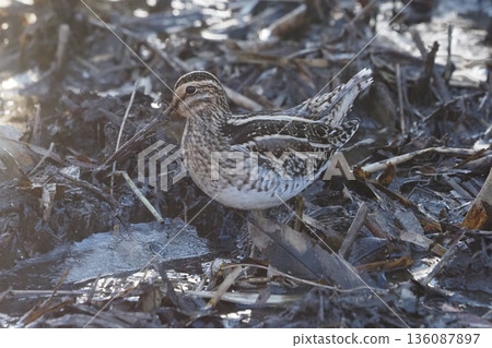 Tashigi洗澡 136087897