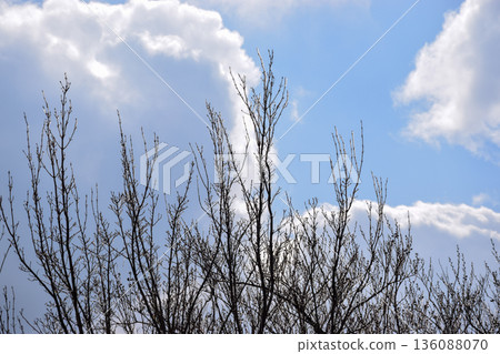 河邊冰凍的樹枝照片 136088070