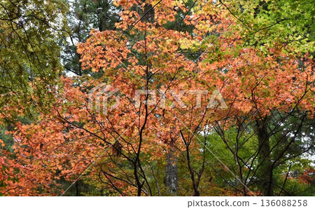 Bright autumn leaves Bright autumn leaves 136088258