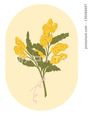 A postcard with a bouquet of mimosa in an oval frame, a floral arrangement with primroses for congratulations A postcard with a bouquet of mimosa in an oval frame, a floral arrangement with primroses for congratulations 136088497
