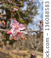 Cherry blossoms ① 136088583