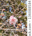 Cherry tree ② 136088584