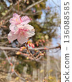 Cherry tree ③ 136088585