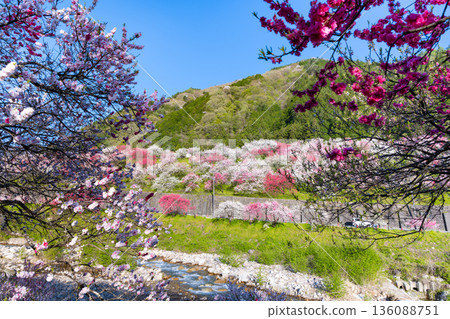 長野縣阿智村花桃之裡 長野縣阿智村花桃之裡 136088751