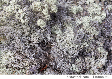 Close up view of reindeer lichen on forest ground. Natural background and abstract texture for biology and ecology concept. 136088960