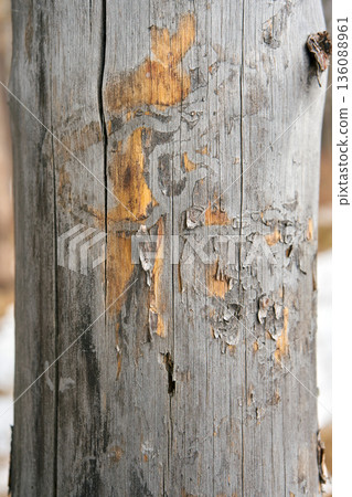 Close up of an aged tree trunk with peeling bark and textured surface. Natural wood pattern for ecological design or rustic background. Close up of an aged tree trunk with peeling bark and textured surface. Natural wood pattern for ecological design or rustic background. 136088961