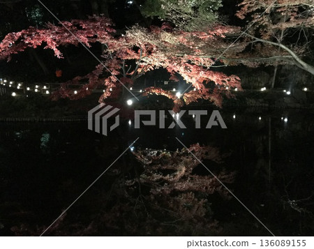 Autumn leaves lighted up Autumn leaves lighted up 136089155