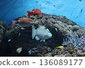Anemonefish of the aquarium 136089177