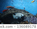 Napoleonic fish 136089178