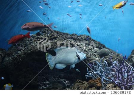 Napoleonic fish 136089178