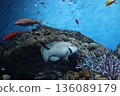 Napoleonic fish 136089179