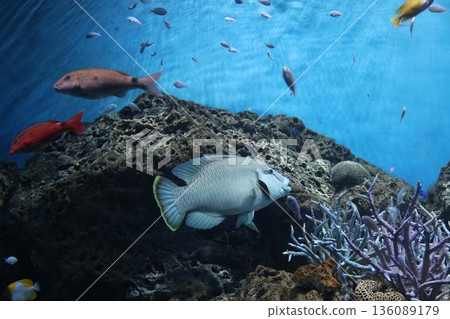 拿破崙魚 136089179