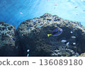 Anemonefish of the aquarium 136089180