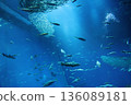 School of sardines at Oarai Aquarium 136089181