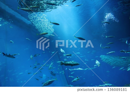 大洗水族館的沙丁魚群 136089181