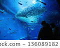 School of sardines at Oarai Aquarium 136089182