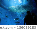 School of sardines at Oarai Aquarium 136089183