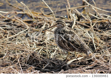 Dry grass and a Common Snipe by the water Dry grass and a Common Snipe by the water 136089461