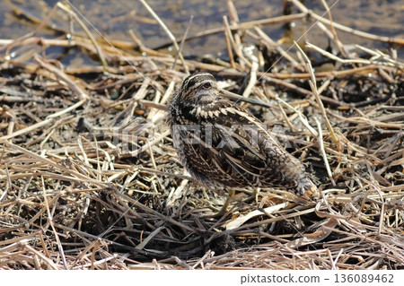 Dry grass and a Common Snipe by the water Dry grass and a Common Snipe by the water 136089462