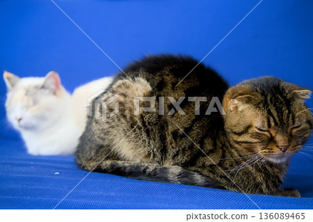 Tabby cat Tabby cat 136089465
